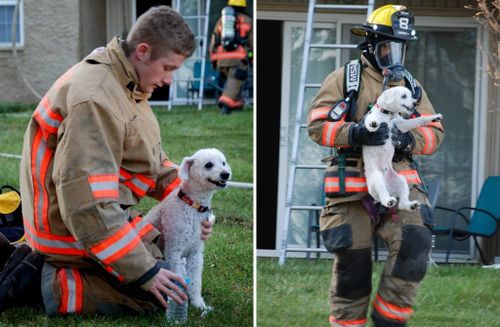 Dog 'smiles' after being rescued from US house fire