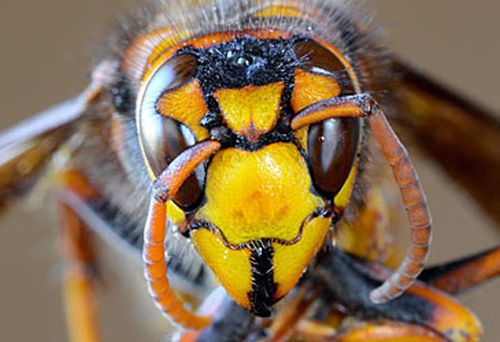 'Murder hornet' (Getty)