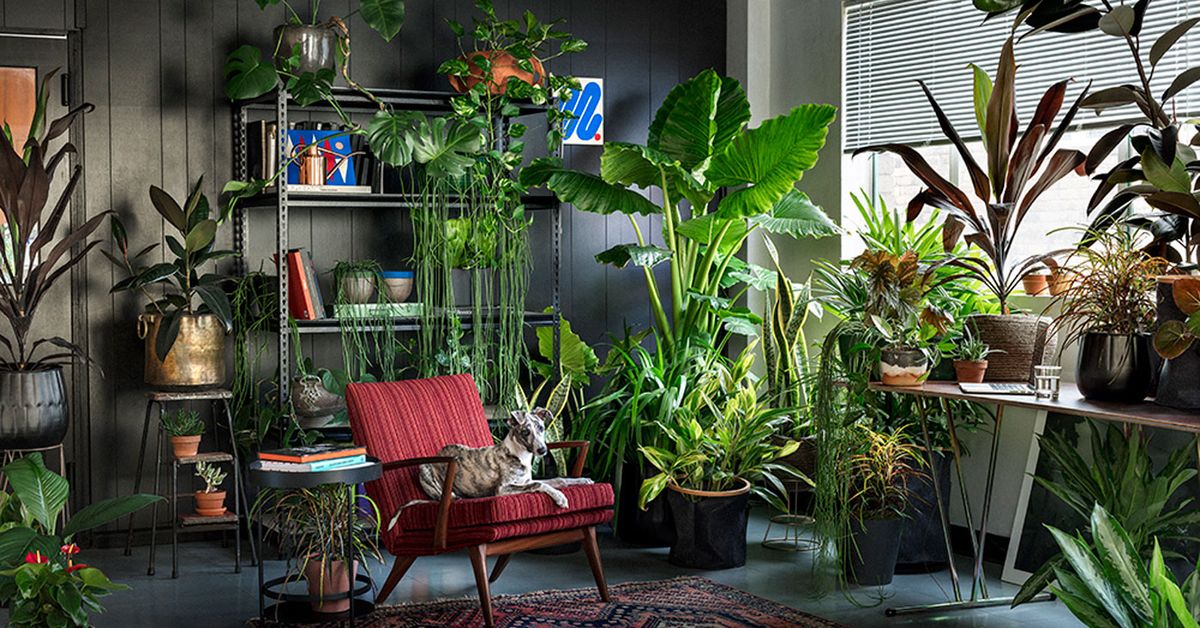 растения для темных помещений. аглаонема в кашпо лечуза. растения для темных помещений. фикус бенджамина хлорофитум. сциндапсус.