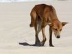 A young dingo on a K&#x27;Gari beach.