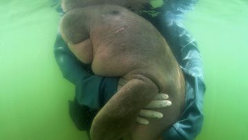 An orphaned baby dugong that attained celebrity status in Thailand has died with plastic waste lining its stomach, prompting a surge of mourning on the internet.