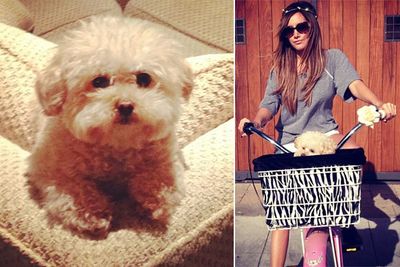 Ashley Tisdale's dog, Maui, is a Teacup Maltipoo – is that not the cutest breed you've ever heard of?