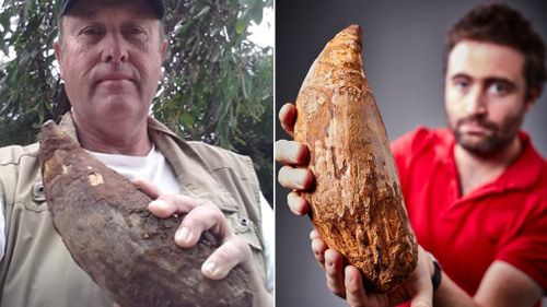 Five-million-year-old fossilised tooth of gigantic 'killer' whale found on Melbourne beach