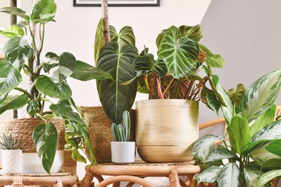 Indoor plants