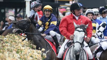 Melbourne Cup runner Araldo reacts to a flag being waved near the rose garden. (AAP)