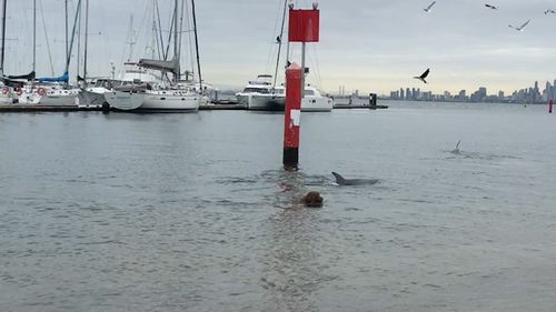 The special encounter was filmed on Melbourne's Brighton Beach. (Supplied)