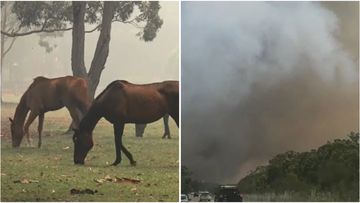 Locals in the Bushells Ridge area of the NSW Central Coast have been warned to prepare to leave as a bushfire burns close to the M1 Motorway.