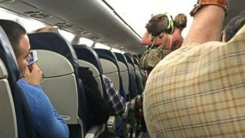 Pigs don't fly: Porky passenger kicked off flight