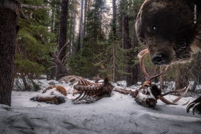 Grizzly leftovers by Zack Clothier, USA
