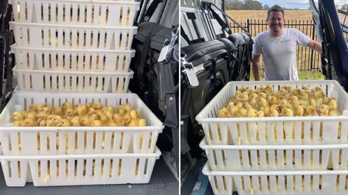 Thousands of ducklings saved from floodwaters in Sydney north-west