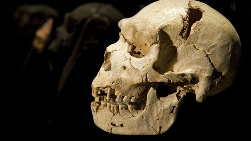 Le crâne et la mandibule d'Homo heidelbergensis, une espèce humaine ancienne qui vivait il y a environ 500 000 ans.