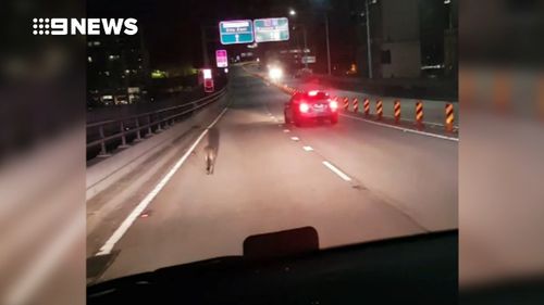 'Syd' was captured on camera hopping city-bound across the Sydney Harbour Bridge. (9NEWS)
