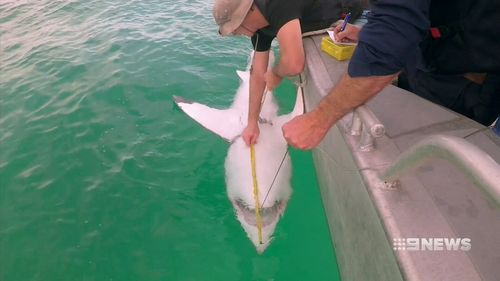 When a large shark is caught, the fisherman tags it and releases it further off the coast. (9NEWS)