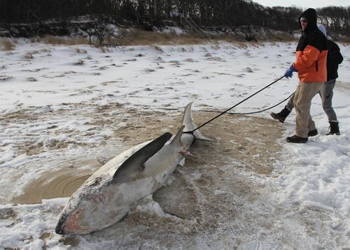 At least three “sharkcicles” have washed up on beaches in the Cape Cod region. (Atlantic White Shark Conservancy)
