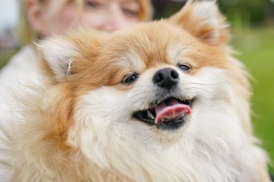 YORK, ENGLAND - MAY 21: A dog and its owner attend on the first day of the Festival of Dogs weekend at Castle Howard on May 21, 2022 in York, England. The two day festival held on the grounds of the North Yorkshire stately home celebrates all aspects of dogs and dog ownership. (Photo by Ian Forsyth/Getty Images)