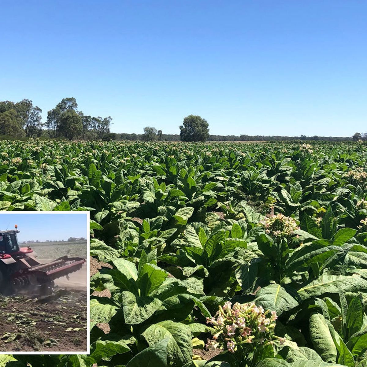 can you grow tobacco in nsw Large illegal tobacco farm busted in NSW