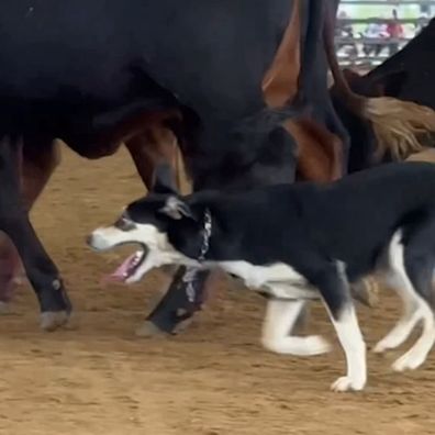 Border Collie Liz set a world record breaking sale at the Ray White Rockhampton Working Dog Trial and Sale.