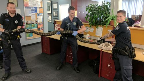 Police seize two giant pythons in raid on Brisbane home