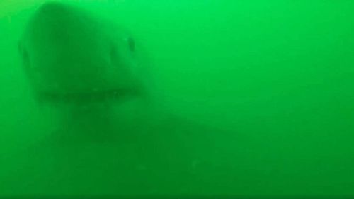 The approximately 2.5m long great white shark attacked Scott Tindale's camera gear in the Kaipara Harbour, dragging the boat with Scott and wife Sue aboard.