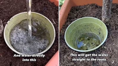 Gardener Joe Clark shares a hack for watering pot plants thoroughly