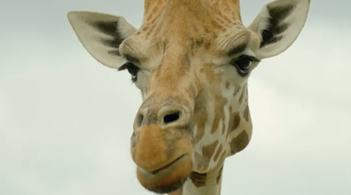 Taronga: Who's Who in the Zoo Episode 1 Season 4: Jimiyu the giraffe