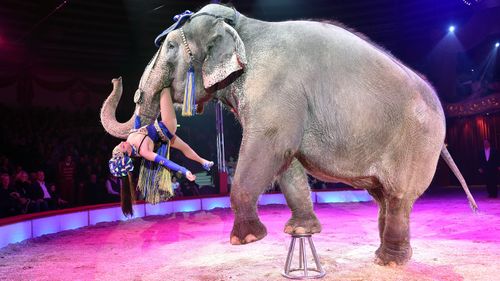 Circuses increasingly attract criticism for using animals in their performances. Photo: Getty Images