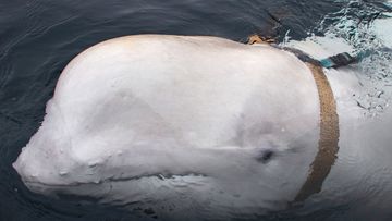 A beluga whale swims next to a fishing boat in Norwegian waters.