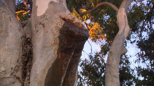 The eucalypt has left experts scratching their heads (9News)