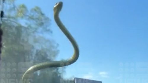 A driver said they got a "surprise" when a cheeky hitchhiker popped up on their windscreen while they were speeding down the highway.The green tree snake popped up in front of Thiago Abreu as he drove to work near Burleigh Heads on Queensland's Gold Coast.