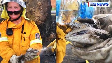 Volunteer firefighters battle to save burnt blue-tongue lizard in touching video from NSW bushfires
