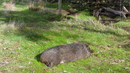 A female wombat was also found dead near her burrow. (Supplied)