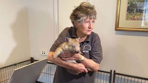 WIRES Illawarra developed contraption to treat mange in wombats