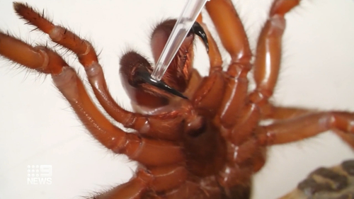 Funnel web spider venom may hold key to preventing heart attack and stroke damage