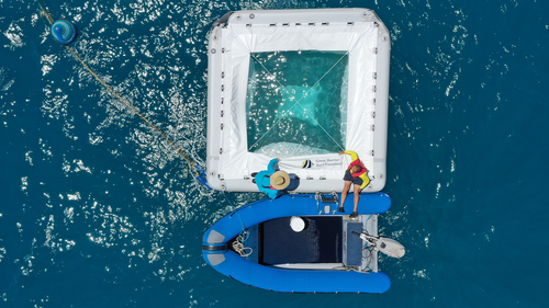 Researchers from the Great Barrier Reef Foundation monitor the larval pools.