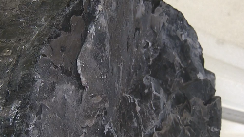 A more than 200 million-year-old fossilised tree has been unearthed during construction works in Brisbane. 