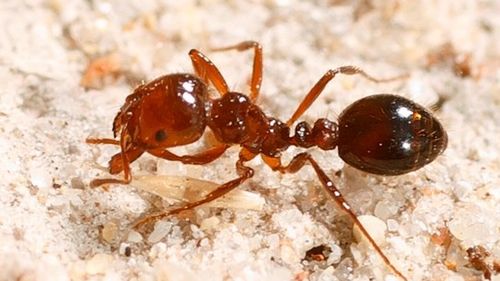 Des fourmis de feu découvertes à Toowoomba