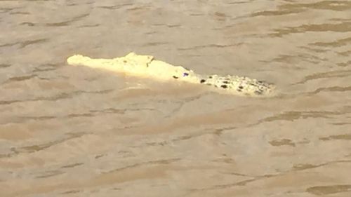 The croc has been nicknamed 'Pearl'. (NT Crocodile Conservation &amp; Protection Society)