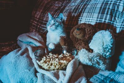 Cat using iPad stock photo