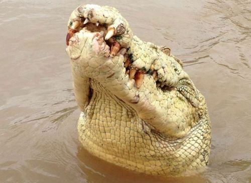 Michael Jackson, the albino croc that has been shot after taking a man in the Adelaide River. (Source: Adelaide River Queen Jumping Croc Tours)