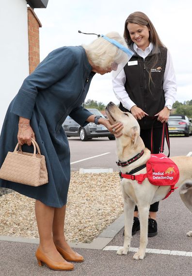 Camilla, Duchess of Cornwall, Patron of Medical Detection Dogs, meets Storm, a Labrador Cross Golden Retriever, during a visit to the charity's training centre where trials are currently underway to determine whether dogs can act as a diagnostic tool of COVID-19 on September 09, 2020 in Milton Keynes, England.