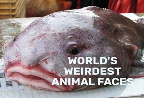 World's Weirdest Animal Faces