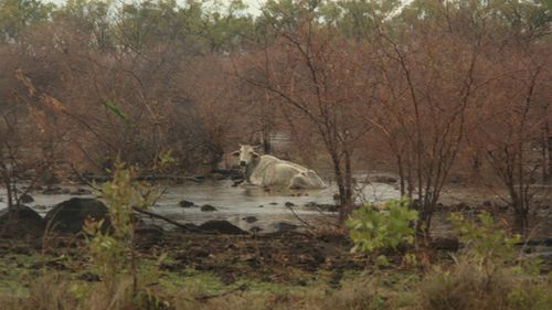 Daisy, as her rescuers named her, became bogged after 36 hours of rainfall. (QLD Police)