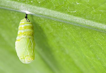 What stage of a butterfly's development is illustrated above?
