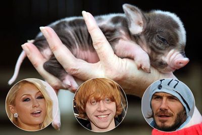 These tiny pigs are about the size of a hamster at birth and never grow much bigger than a domestic cat. One of the specially bred porkers will set you back around $5000, which is no big deal to the likes of Paris Hilton, David Beckham and Rupert Grint, who are all proud micropig parents.