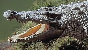 Saltwater crocodile (Getty)