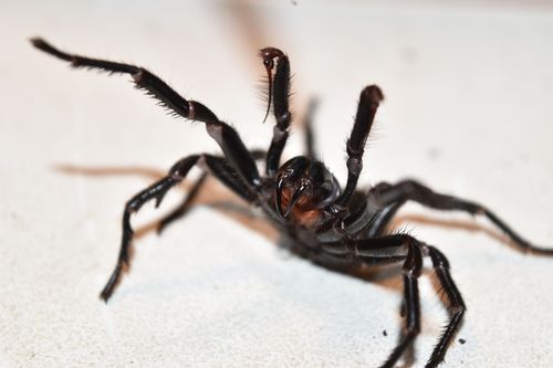 There have been increased sightings of funnel-web spiders across Sydeny according to the  Australian Reptile Park