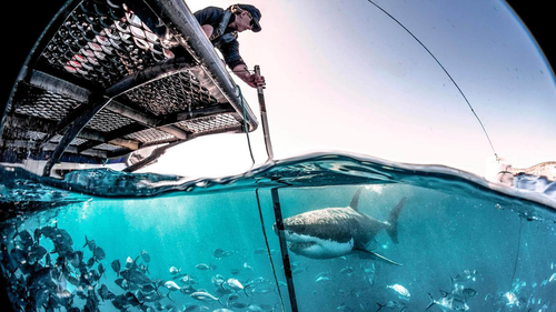 The effectiveness of a long-range electric shark deterrent was tested in South Australian waters. 