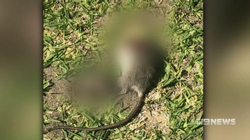 Decapitated rats have been found outside the homes of two Perth councillors. (9NEWS)