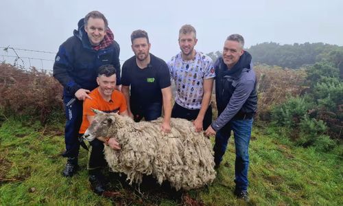 'Britain's loneliest sheep' was rescued by a group of farmers in the Scottish highlands.