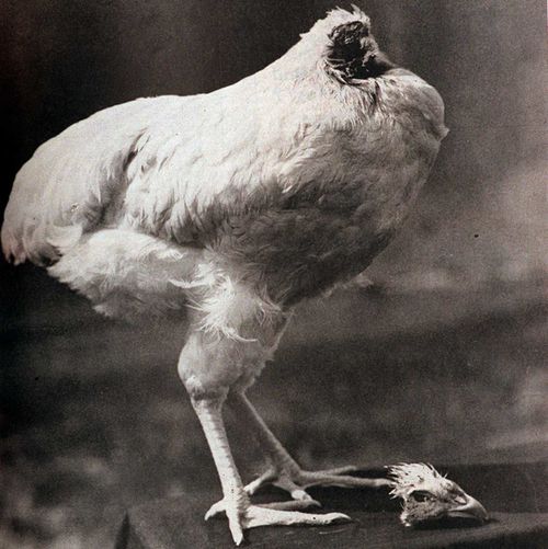 Mike the Headless Chicken lived for 18 months after its beheading.